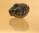 tuber magnatum pico
