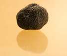 tuber magnatum pico