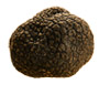 tuber melanosporum