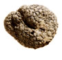 tuber aestivum